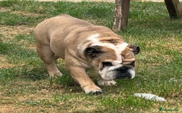 English Bulldog dogs for sale: 2 KC registered Bitches - Image 5