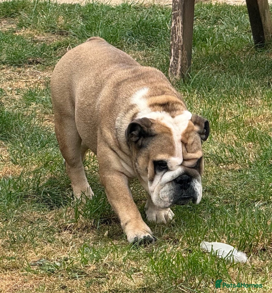 English Bulldog dogs for sale: 2 KC registered Bitches - Image 5