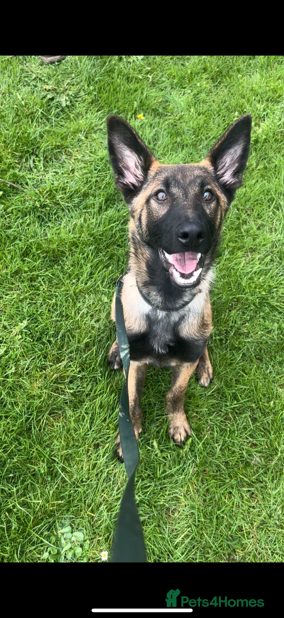 Belgian Shepherd Dog dogs Enzo! - Advert 14