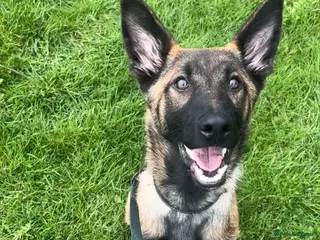 Belgian Shepherd Dog dogs Enzo! - Advert 14