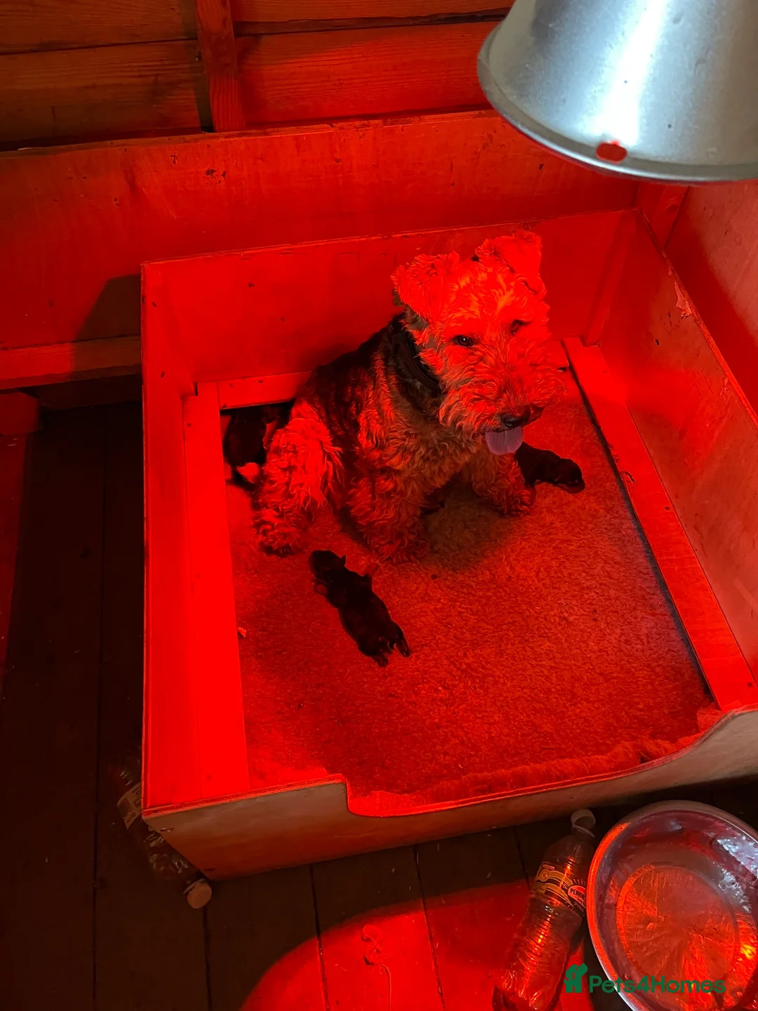 Welsh Terrier dogs for sale: Stunning litter of Welsh terrier puppies  - Advert 2
