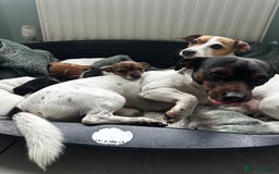 Jack Russell dogs for sale: Miniature Jack Russell’s  - Image 8