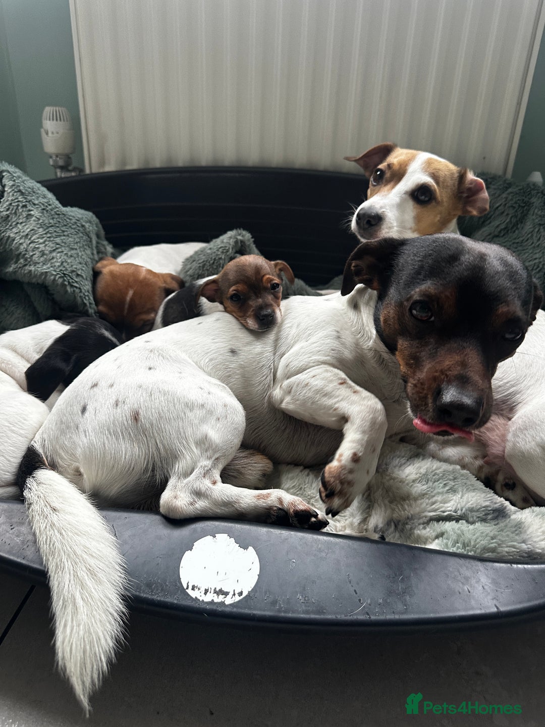 Jack Russell dogs for sale: Miniature Jack Russell’s  - Image 8