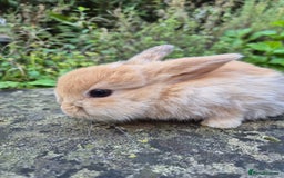 Mini Lop rabbits for sale: Mini Lops  - Image 13
