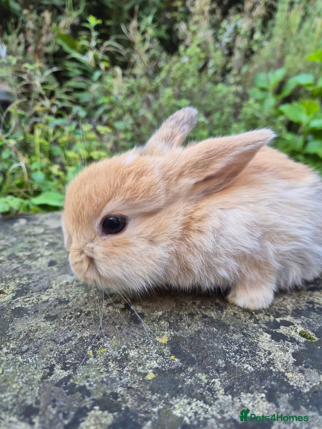 Mini Lop rabbits for sale: Mini Lops  - Image 13