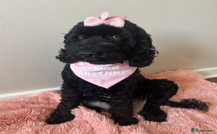 Cockapoo dogs 🖤BEAUTIFUL COCKAPOO FOR SALE🖤 - Advert 7