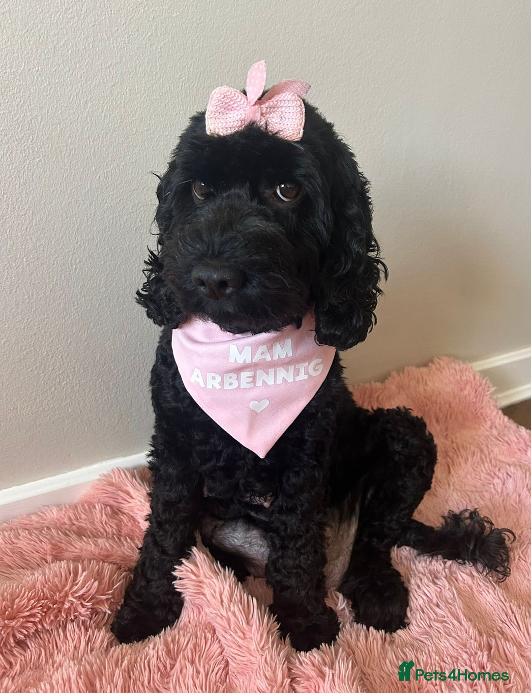 Cockapoo dogs for sale: 🖤BEAUTIFUL COCKAPOO FOR SALE🖤 - Advert 1