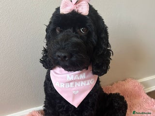 Cockapoo dogs for sale: 🖤BEAUTIFUL COCKAPOO FOR SALE🖤 - Advert 1