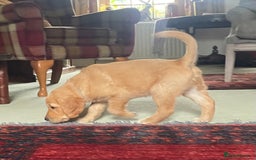 Golden Retriever dogs for sale: 2 beautiful golden retriever boys available. - Image 24