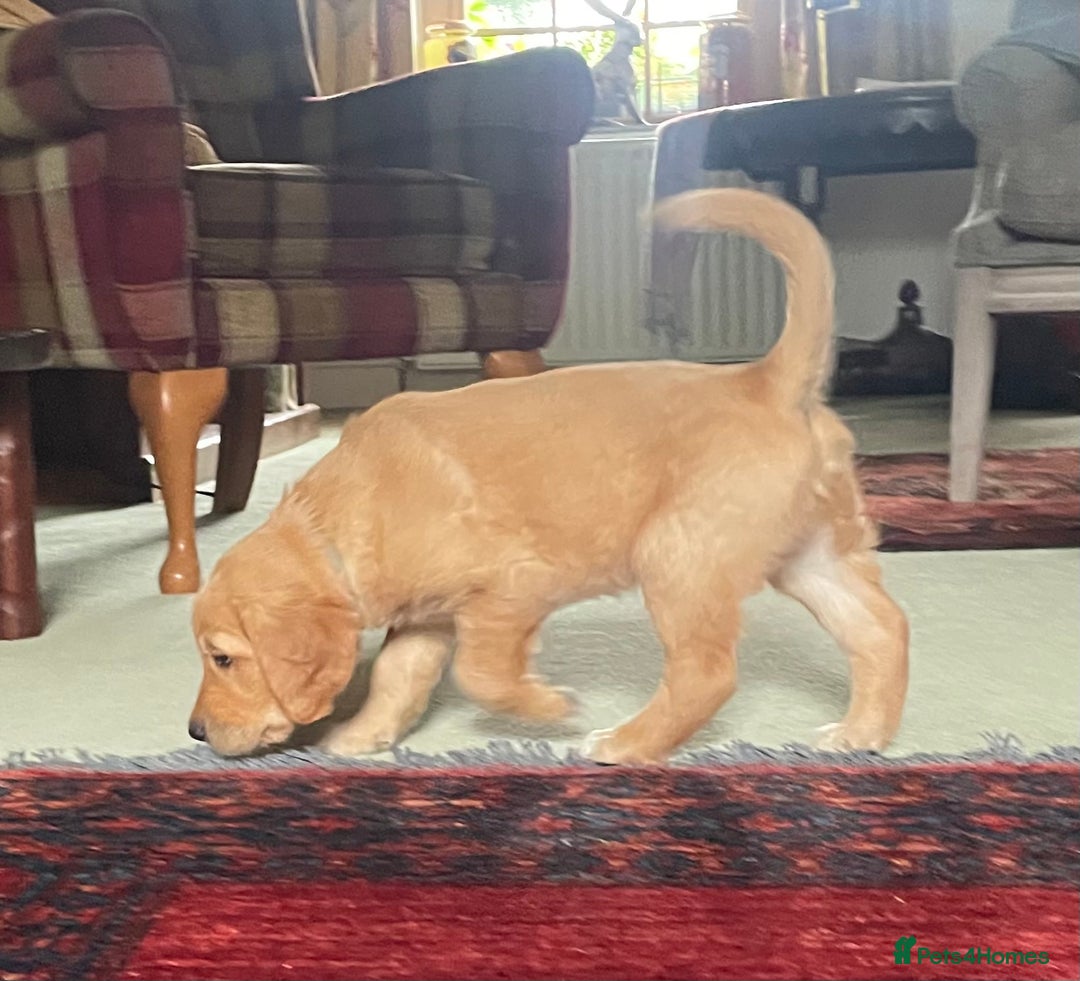 Golden Retriever dogs for sale: 2 beautiful golden retriever boys available. - Image 24
