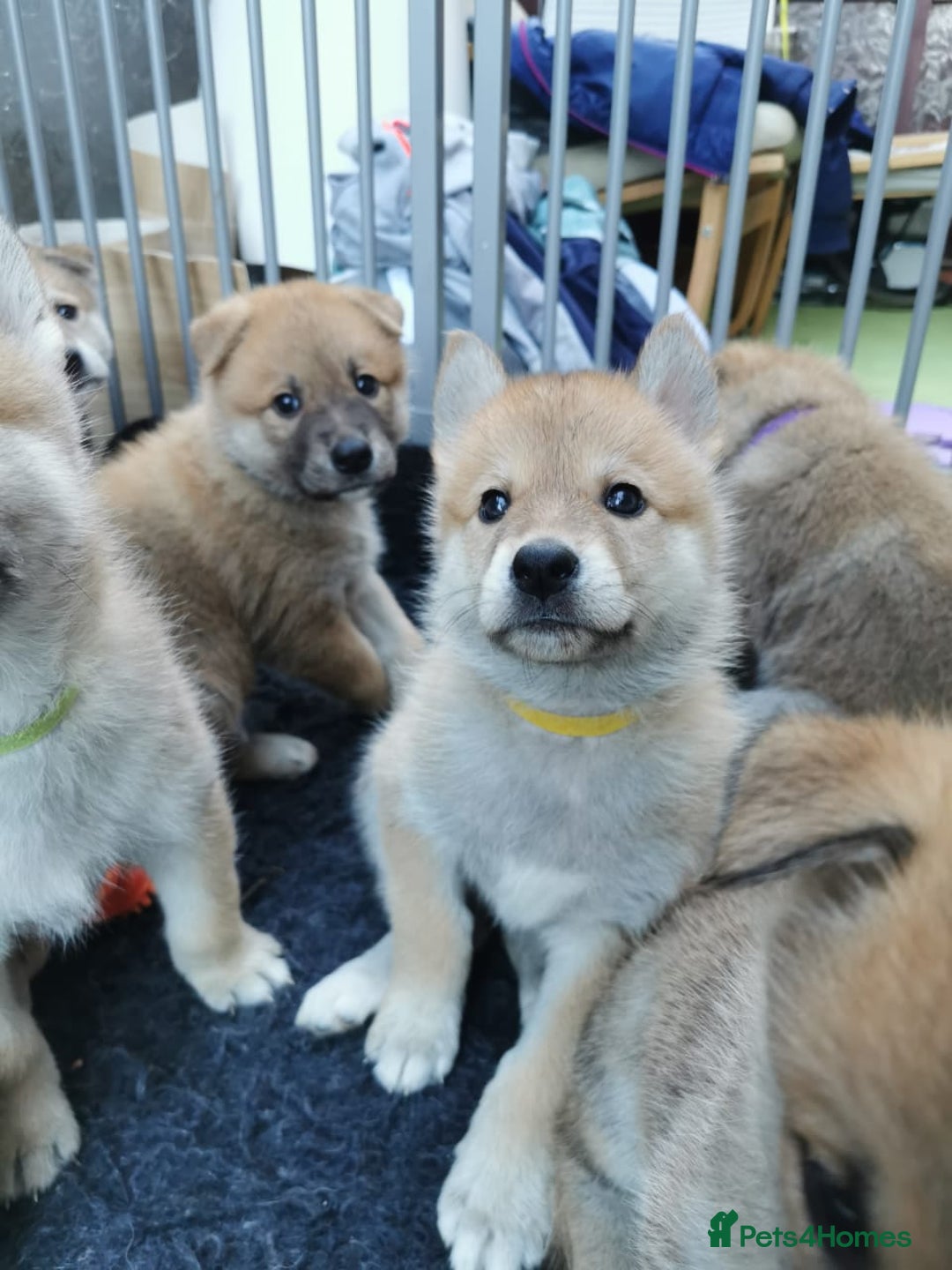 Mixed Breed dogs for sale: Czech Wolfdog × Akita/Malamute Puppies - Advert 17