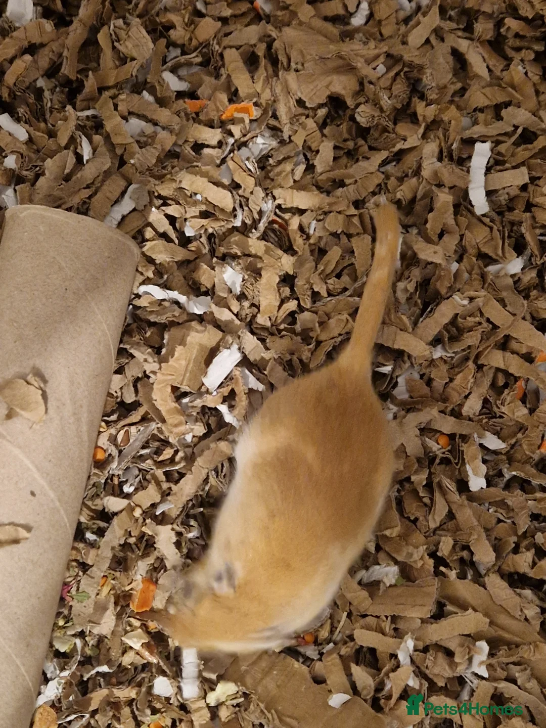 Gerbil rodents for sale: Single female for bonding available - Advert 3