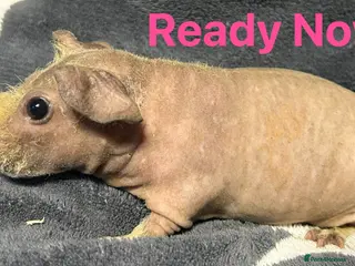 Guinea Pig rodents Skinny Pig Sows. READY NOW/RESERVE - Advert 1