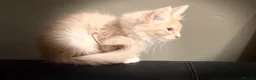 Maine Coon cats for sale: Pedigree Maine coon - Advert 7