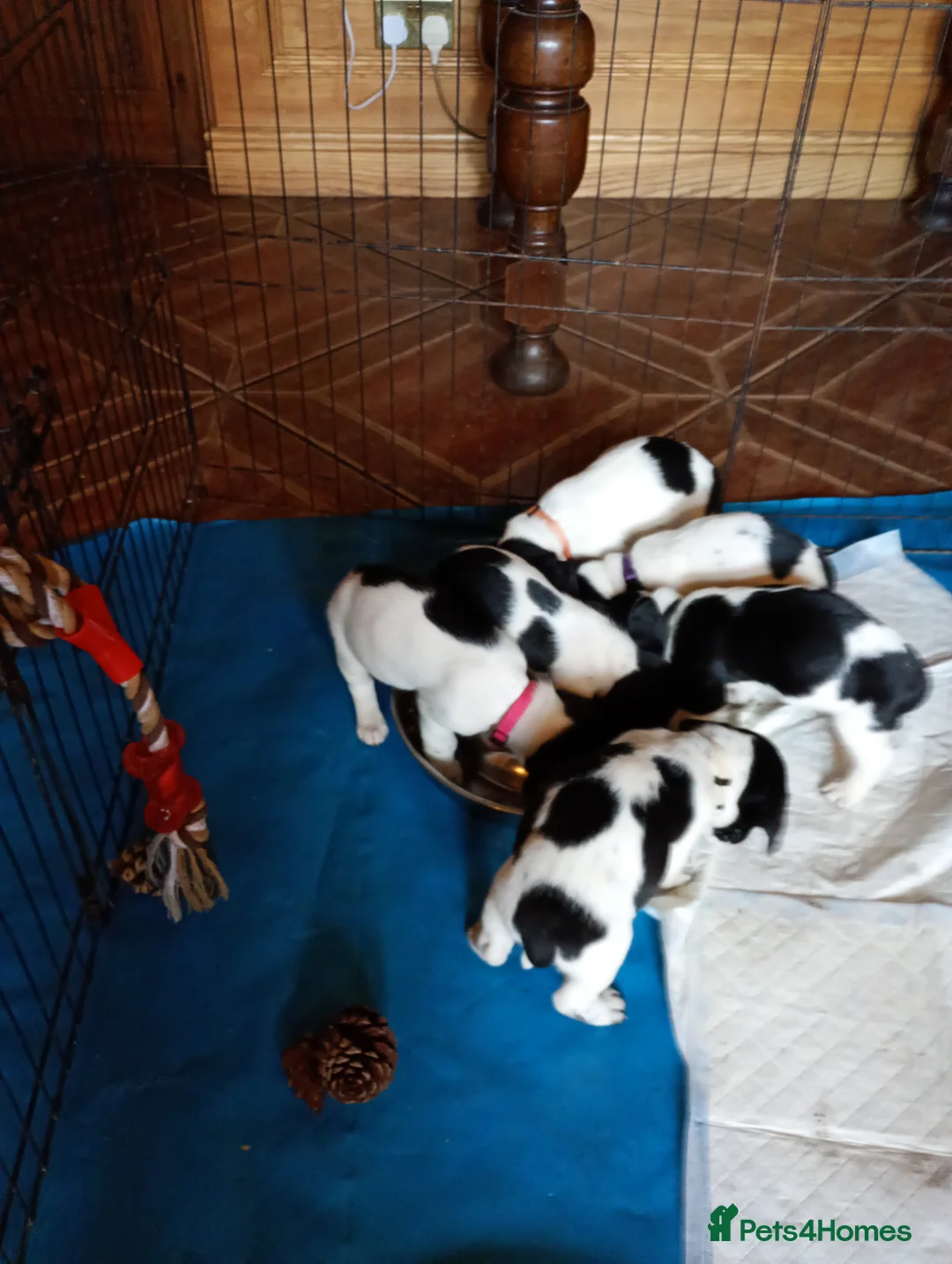 Mixed Breed dogs for sale: Sprussell puppies  - Advert 9