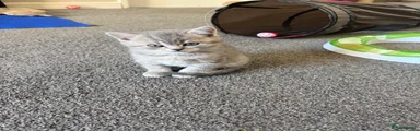 British Shorthair tabby 