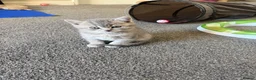 British Shorthair cats for sale: British short hair female kittens  - Advert 8