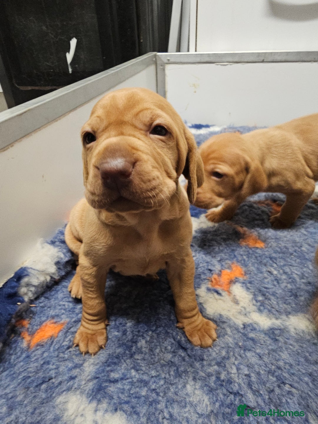 Hungarian Vizsla dogs for sale: Kc registered  - Advert 13