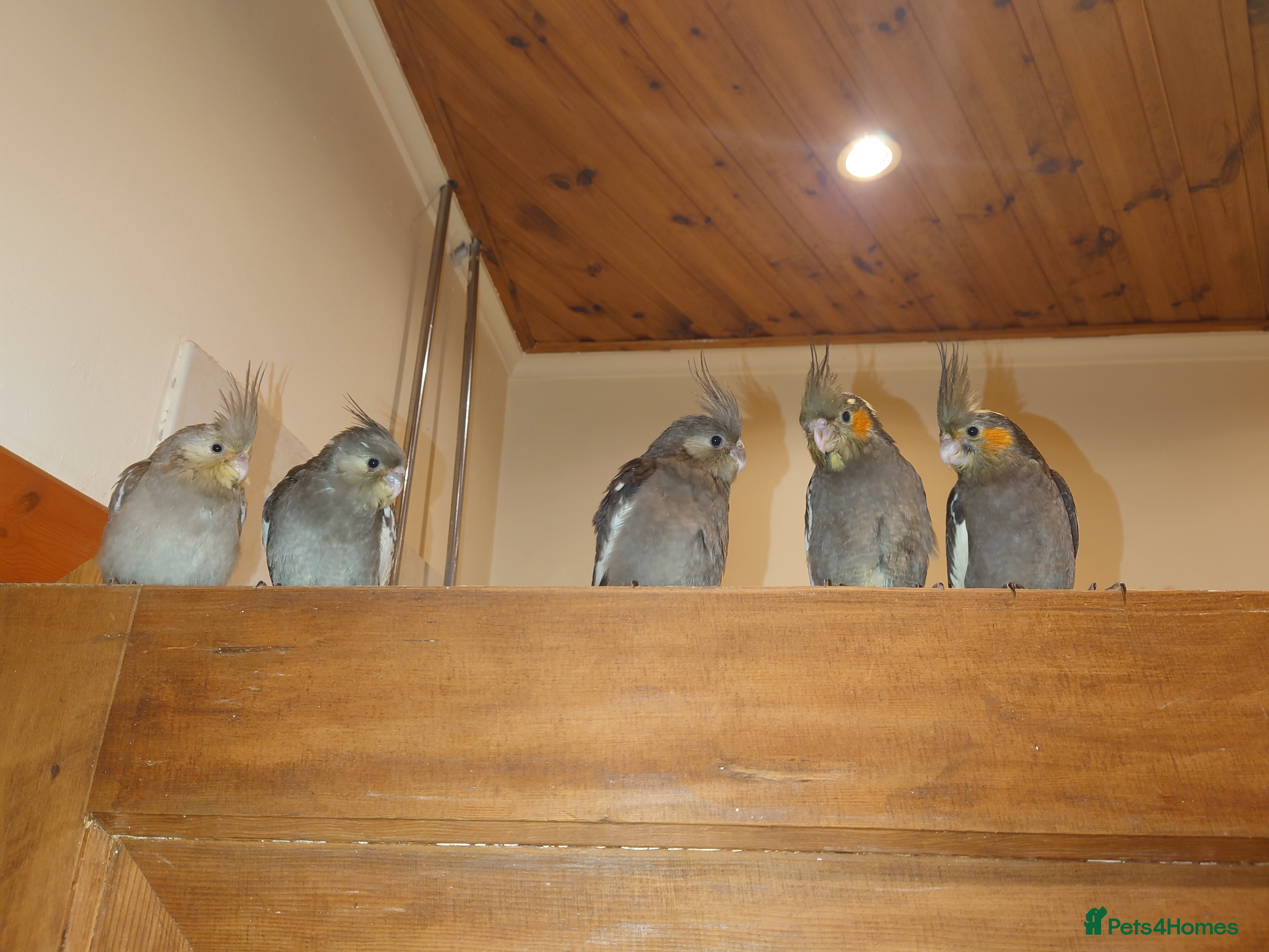 Cockatiels birds Silly tame hand reared cockatiels for rehoming in Ayr - Advert 3