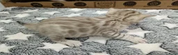 Bengal cats for sale: F6 Tica Reg Bengals - Advert 16