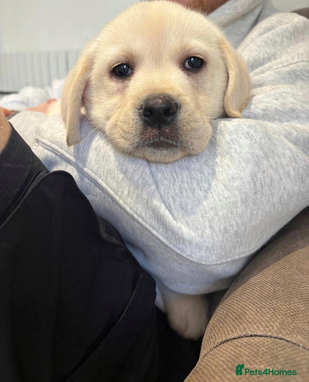 Labrador Retriever dogs for sale: Ready To Leave, 12 Weeks Old & Fully Vaccinated - Advert 6