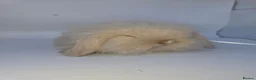 Mini Lion Lop rabbits for sale: Mini lion lops - Advert 1
