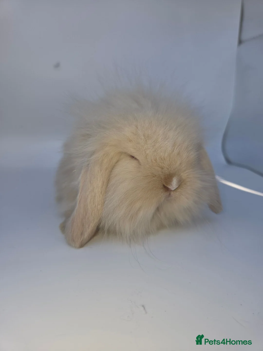 Mini Lion Lop rabbits for sale: Mini lion lops - Advert 1