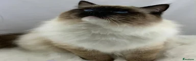 Ragdoll Kitten 1