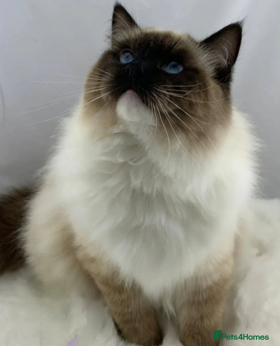 Ragdoll cats for sale: Tica reg seal mitted ragdoll imperial and gc lines - Advert 21
