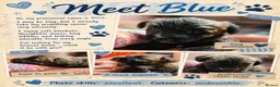 Mixed Breed dogs for sale: Three puppies available-LOVING HOMES ONLY - Advert 2