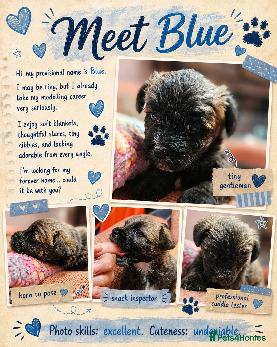 Mixed Breed dogs for sale: Three puppies available-LOVING HOMES ONLY - Advert 2