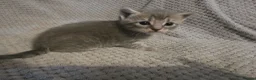 Mixed Breed cats for sale: 5 beautiful kittens  - Advert 6