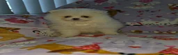 Pomeranian dogs for sale: 3 gorgeous, small white Pomeranians ready now!! - Advert 3