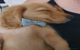Miniature Dachshund dogs for stud: Beautiful KC Mini Long.H Full Eng. Cream Stud 🤍🐾 - Image 10