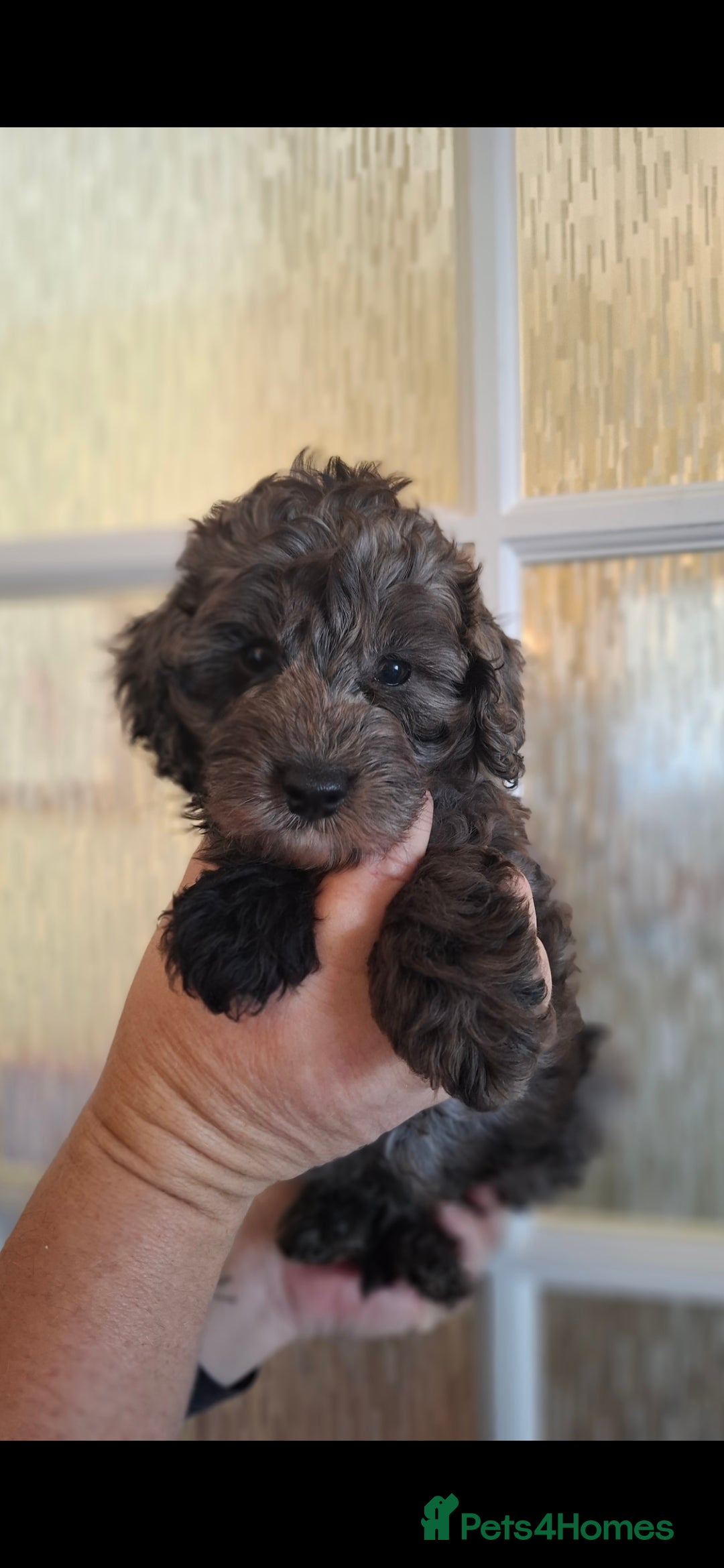 Cockapoo dogs for sale: Gorgeous Cockapoos Health Tested Parents - Image 7