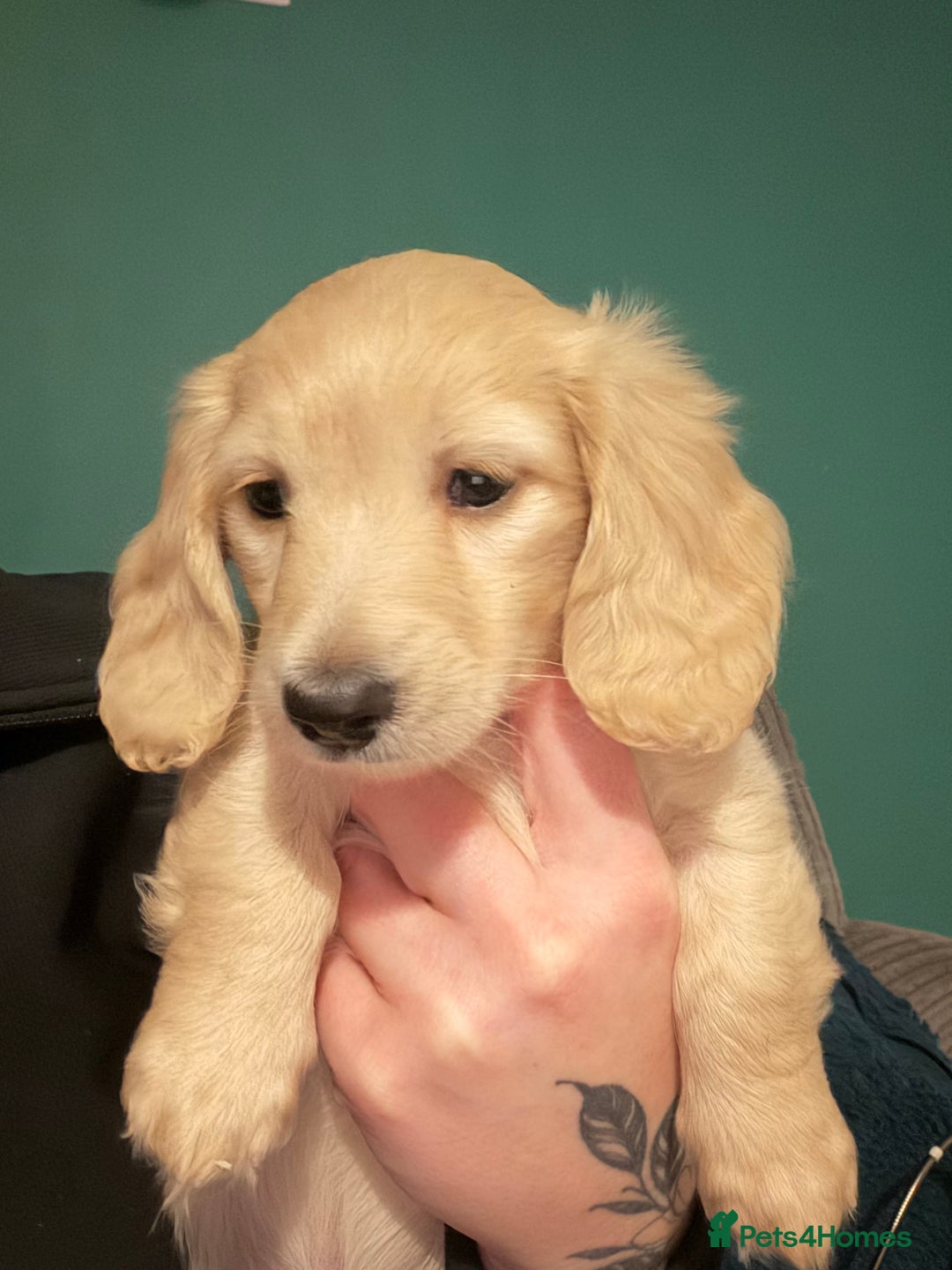 Dachshund dogs for sale: Mini long haired cream/shaded cream girls  - Advert 6