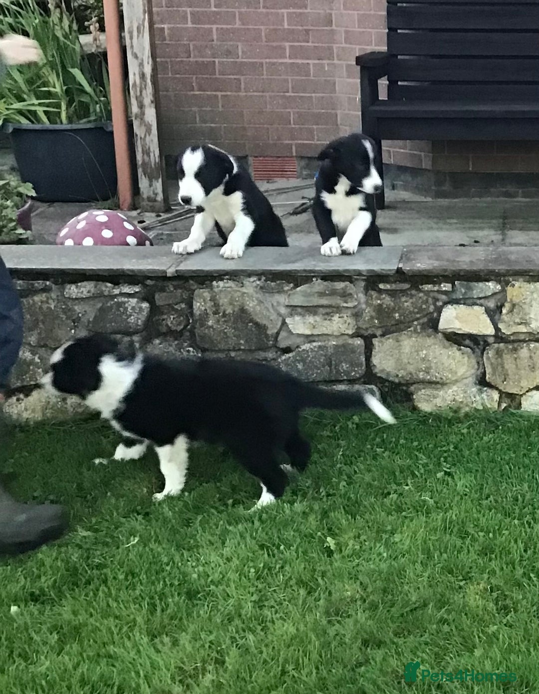 Border Collie dogs for sale: Border collie pups for sale - Image 5