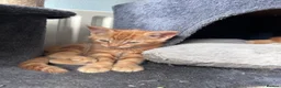 Mixed Breed cats for sale: Four beautiful all ginger kittens  - Advert 5