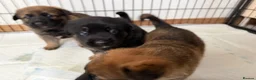Mixed Breed dogs for sale: Belgian Malinois x German Shepherd Puppies - Advert 5
