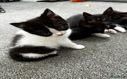 British Shorthair cats for sale: British short hair cross  - Image 9