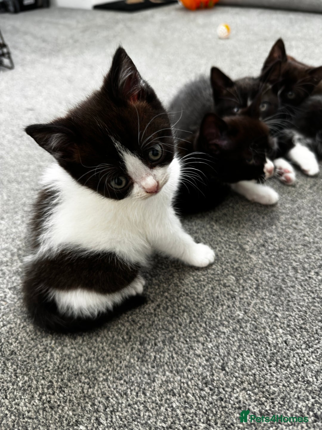 British Shorthair cats for sale: British short hair cross  - Image 9