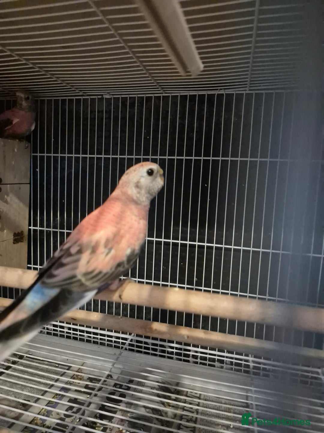 Parakeets birds for sale: Bourkes - Image 8