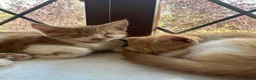 Mixed Breed cats for sale: Two Beautiful Ginger Kittens Looking for Home in Bedford - Advert 1