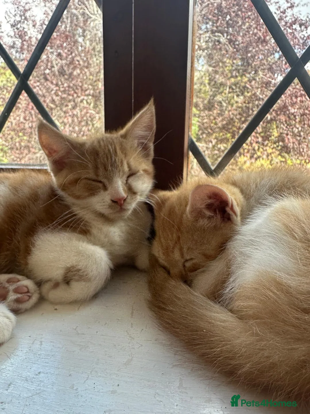 Mixed Breed cats for sale: Two Beautiful Ginger Kittens Looking for Home in Bedford - Advert 1