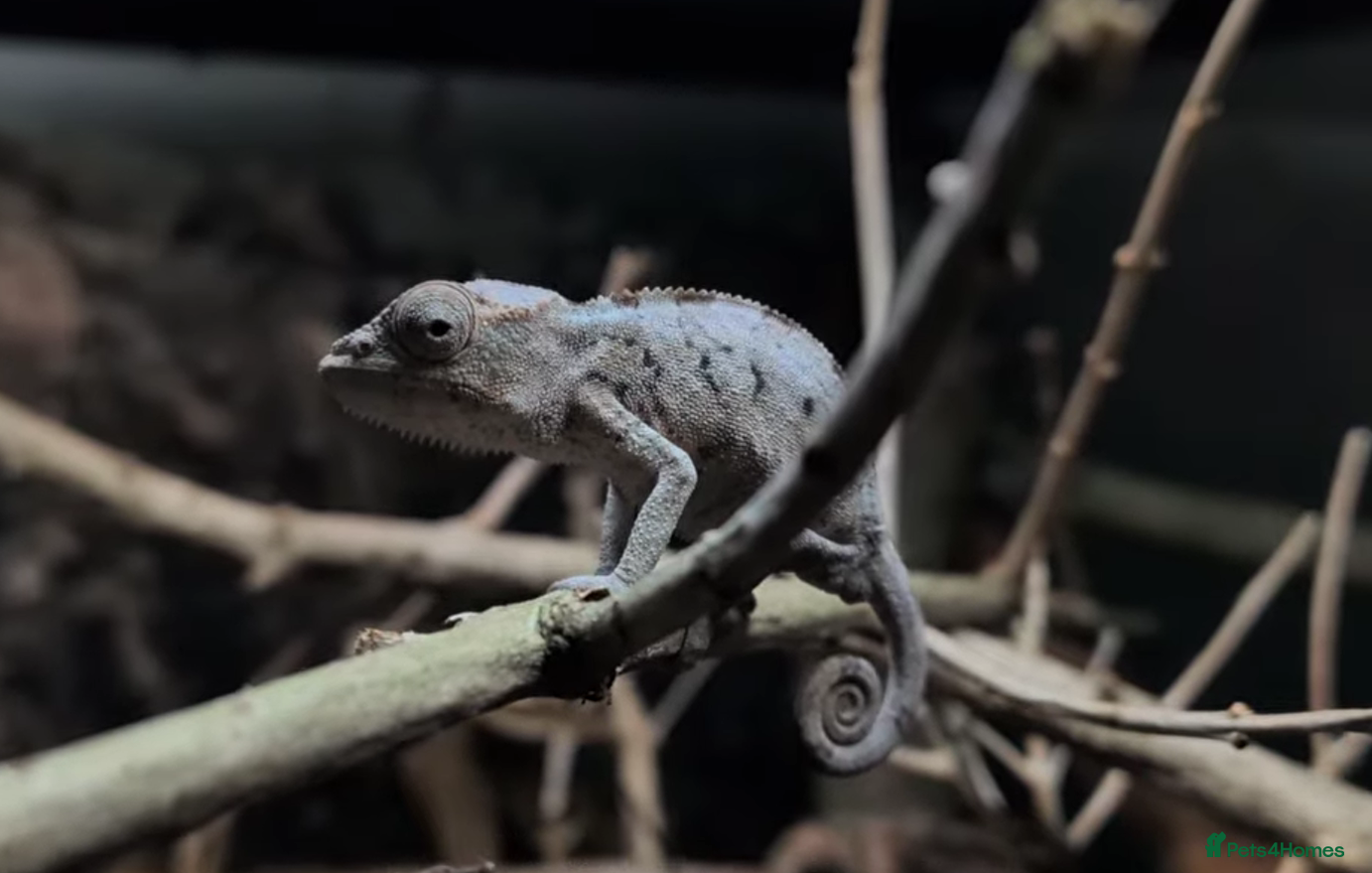 Chameleon reptiles Chameleon, Leopard Gecko and African Fat Tail - Advert 15