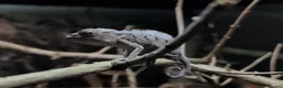 Chameleon reptiles for sale: Chameleon, Leopard Gecko and African Fat Tail - Advert 1