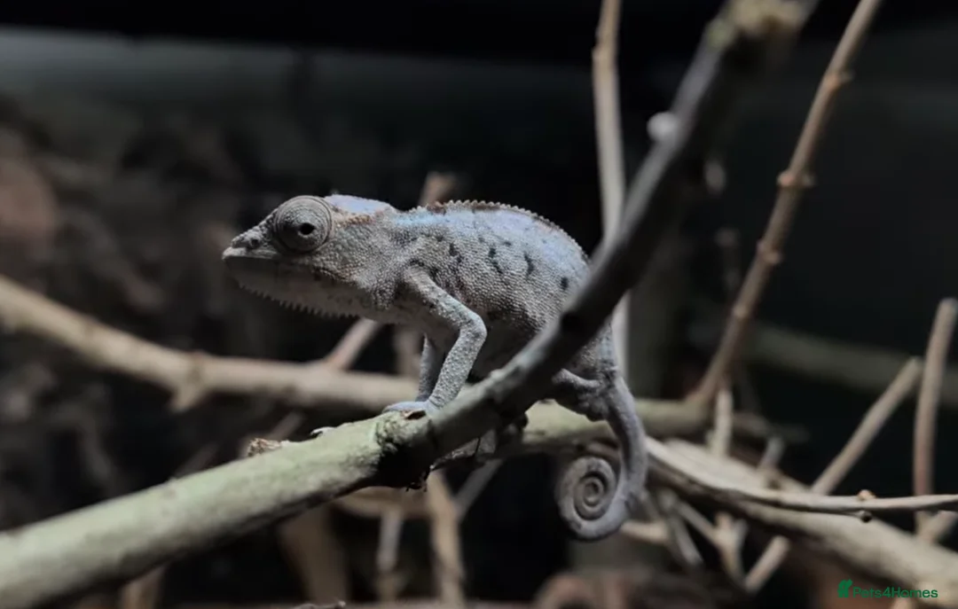Chameleon reptiles for sale: Chameleon, Leopard Gecko and African Fat Tail - Advert 1