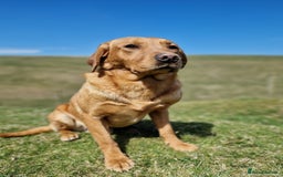 Labrador Retriever dogs for sale: Kc reg fox red Labradors  - Advert 16