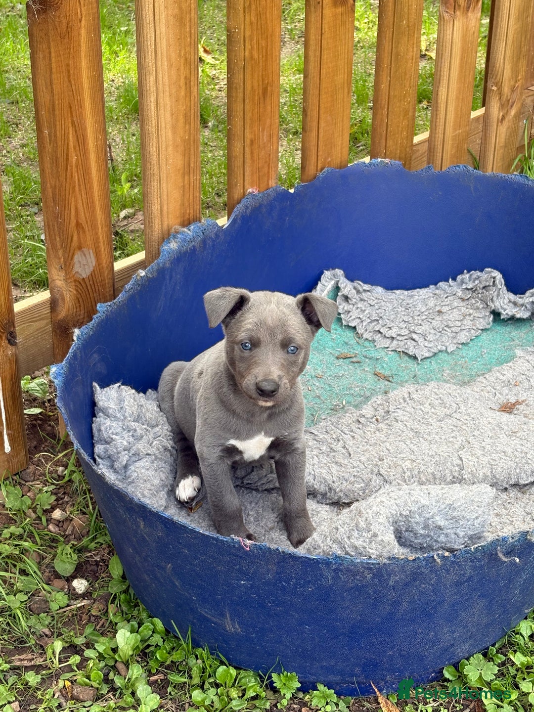 Whippet dogs for sale: Blue Whippet Puppy - Image 2