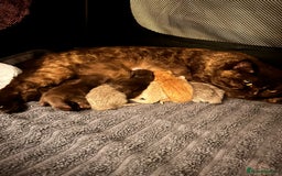 British Shorthair cats for stud: Champion British Shorthair carrier of chocolate  in Derby - Image 6